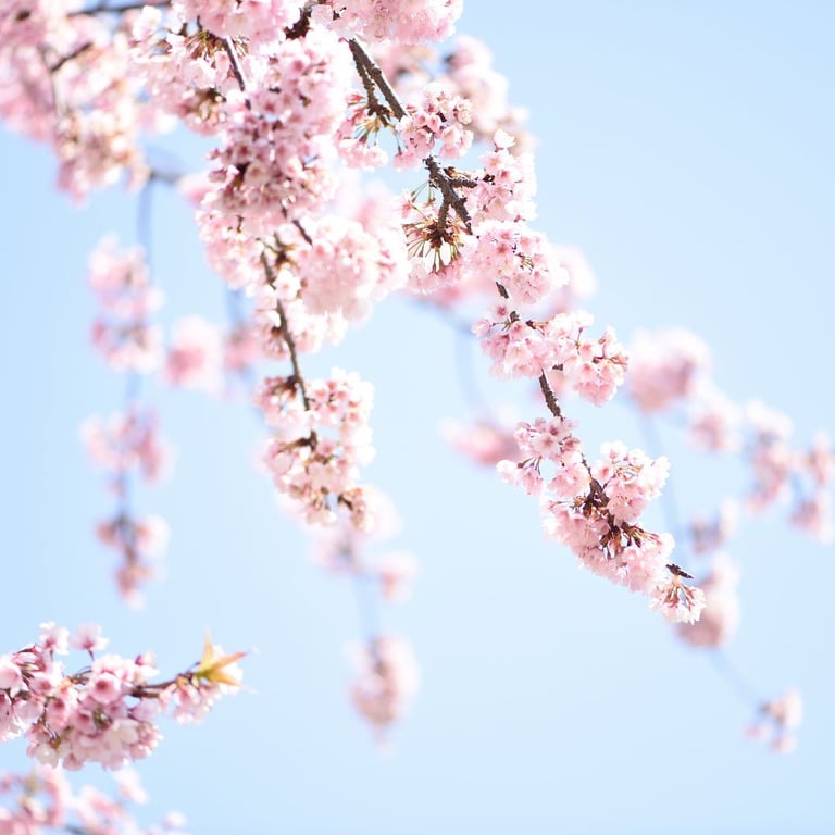 Sakura