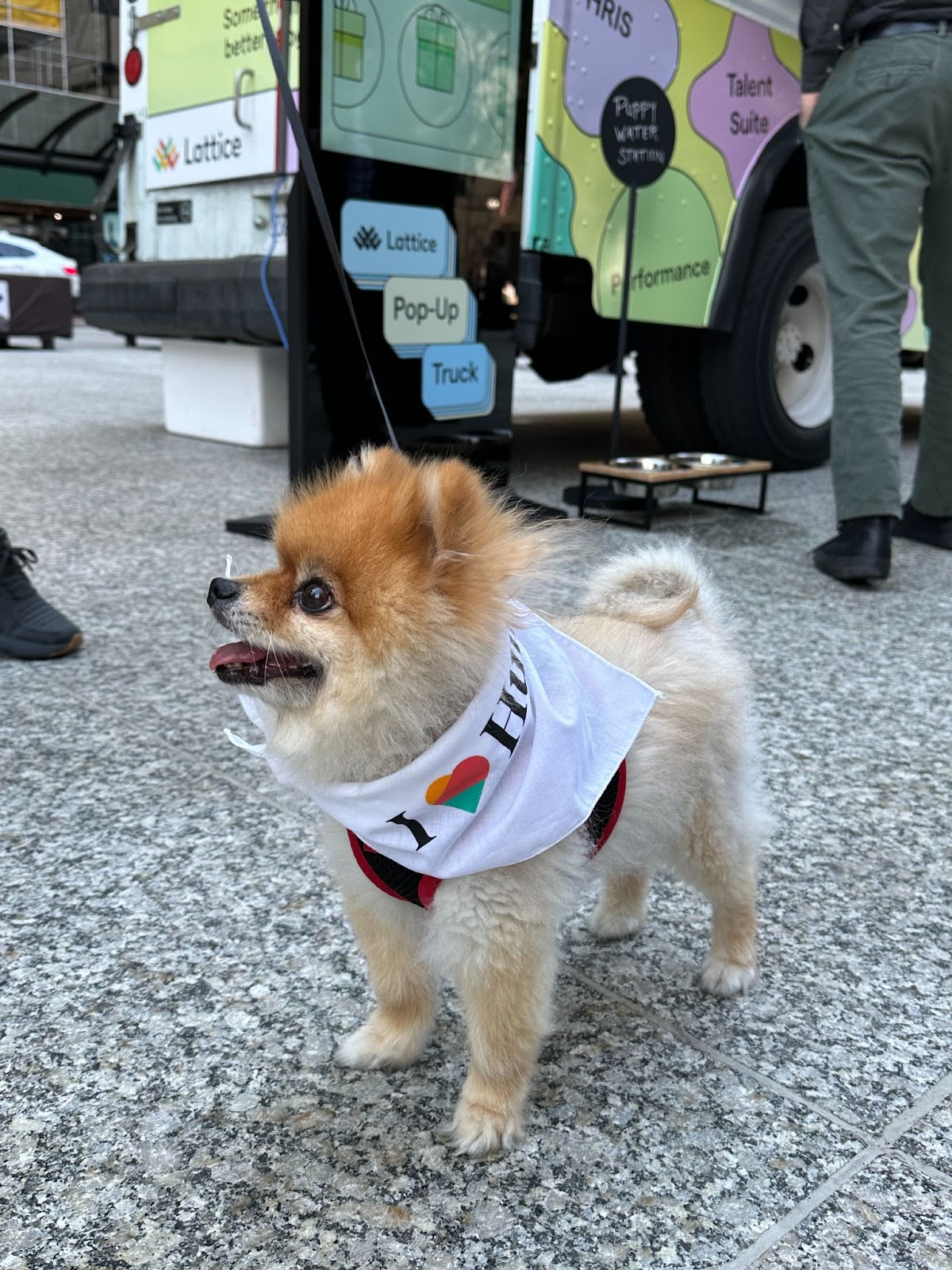 A cute little dog with an "I heart humans" bandana.
