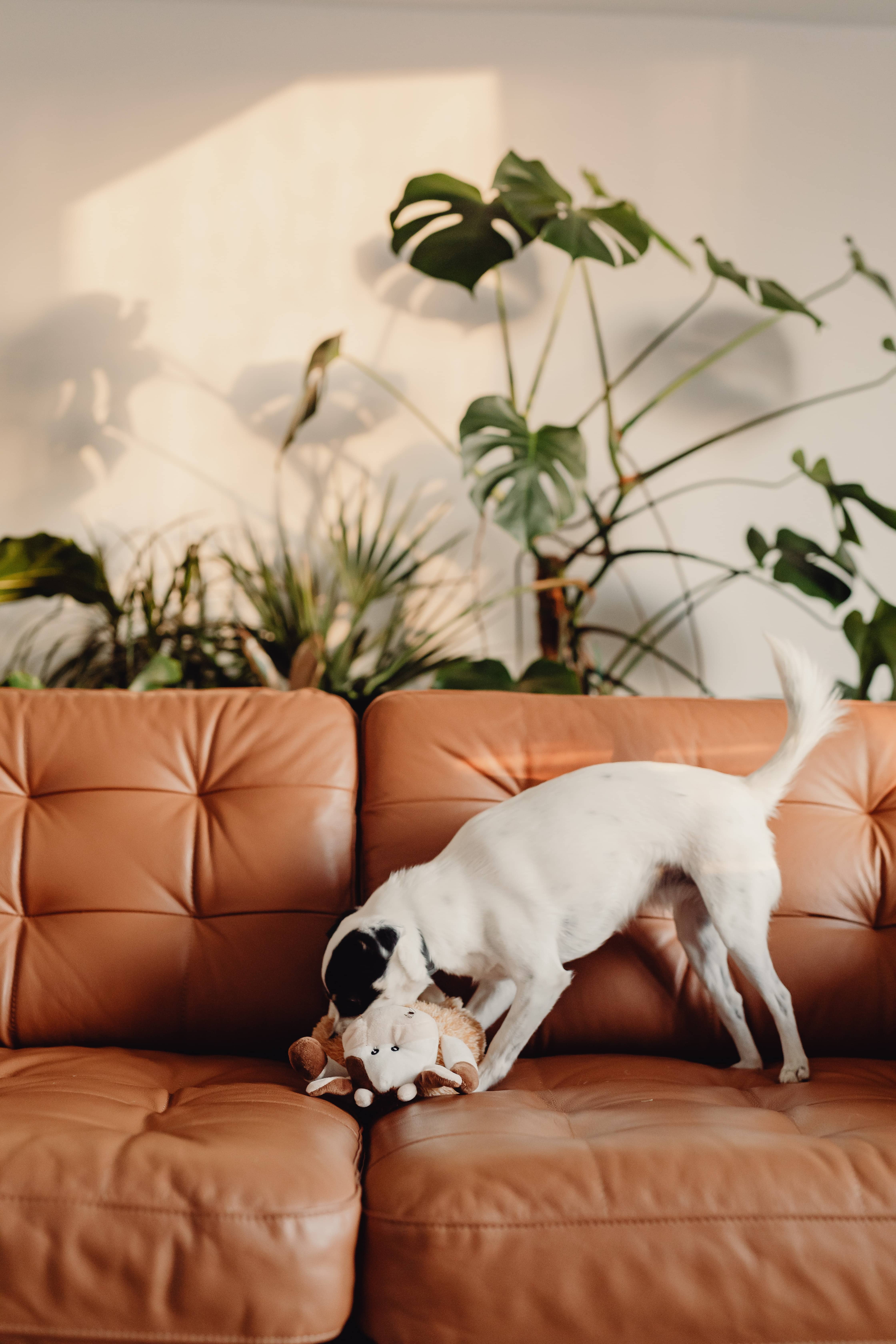 This quam quae perferendis harum amet dolorum possimus minus.
Occaecati magnam animi quasi dolor quae et aut.
Autem voluptas alias nobis in odit.