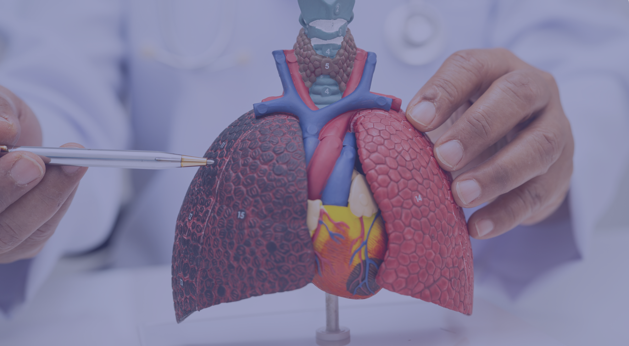 Un médecin observe un modèle anatomique du poumon