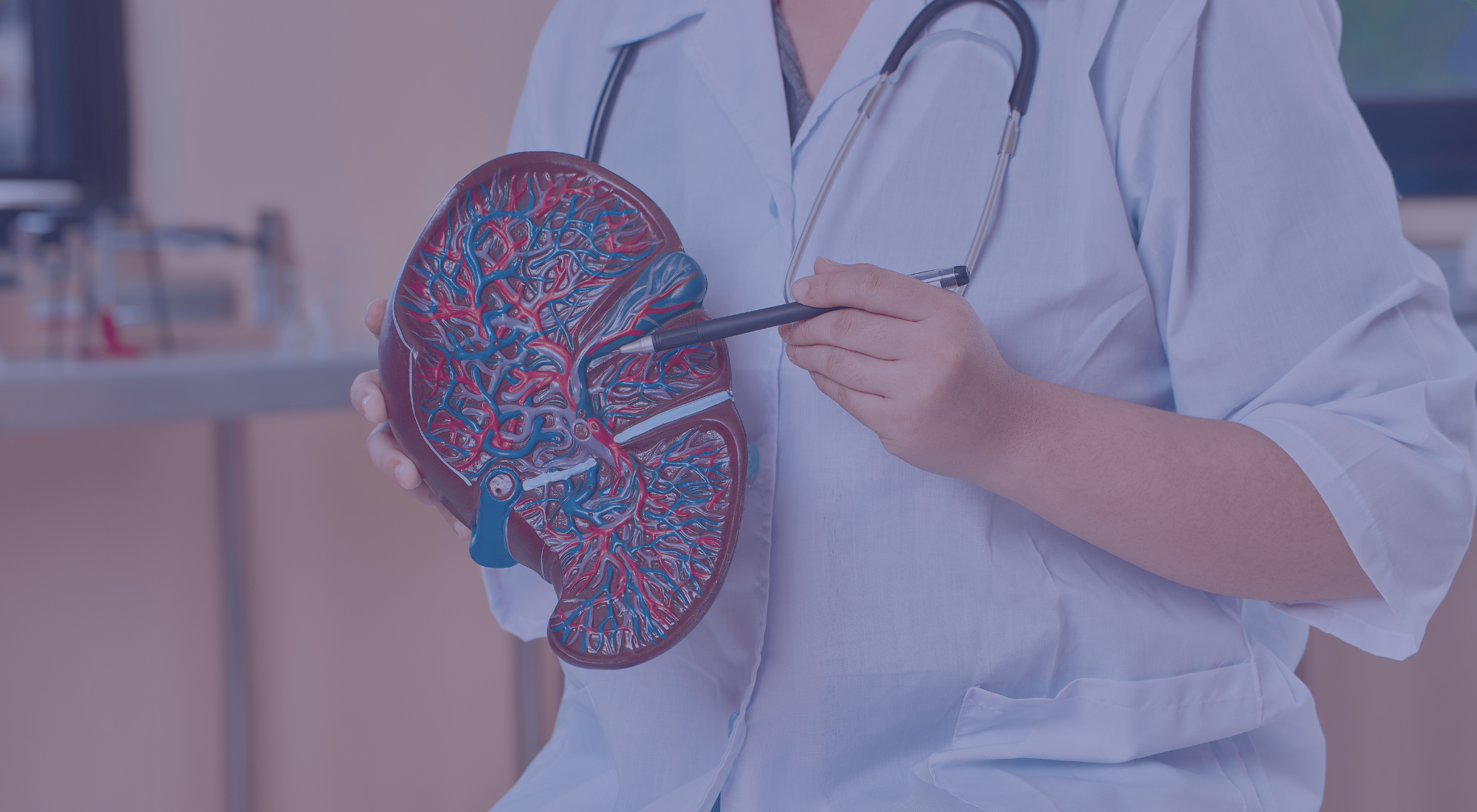 Un médecin montre un modèle anatomique d'un poumon