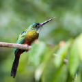 Vogels spotten in Suriname