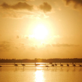 Lagune van Bigi Pan in Nickerie