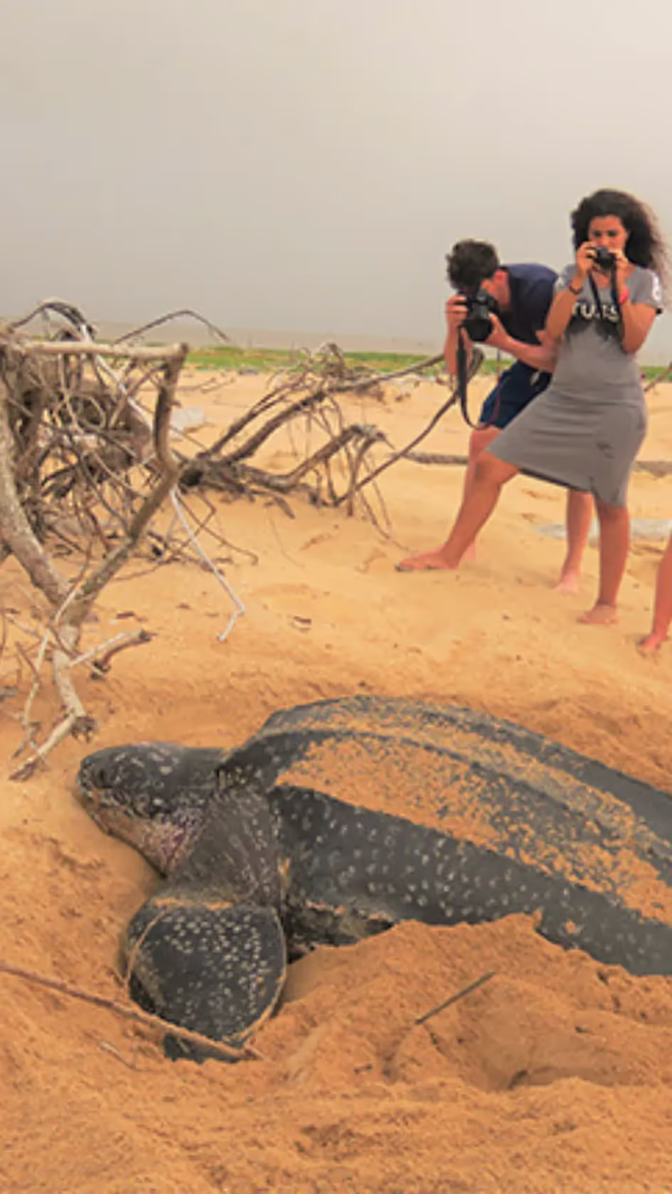 Zeeschildpadden kijken op het strand