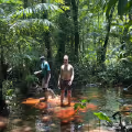 Jungle in Suriname