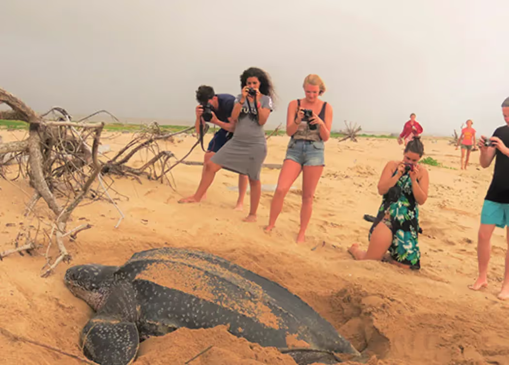 Zeeschildpadden Braamspunt