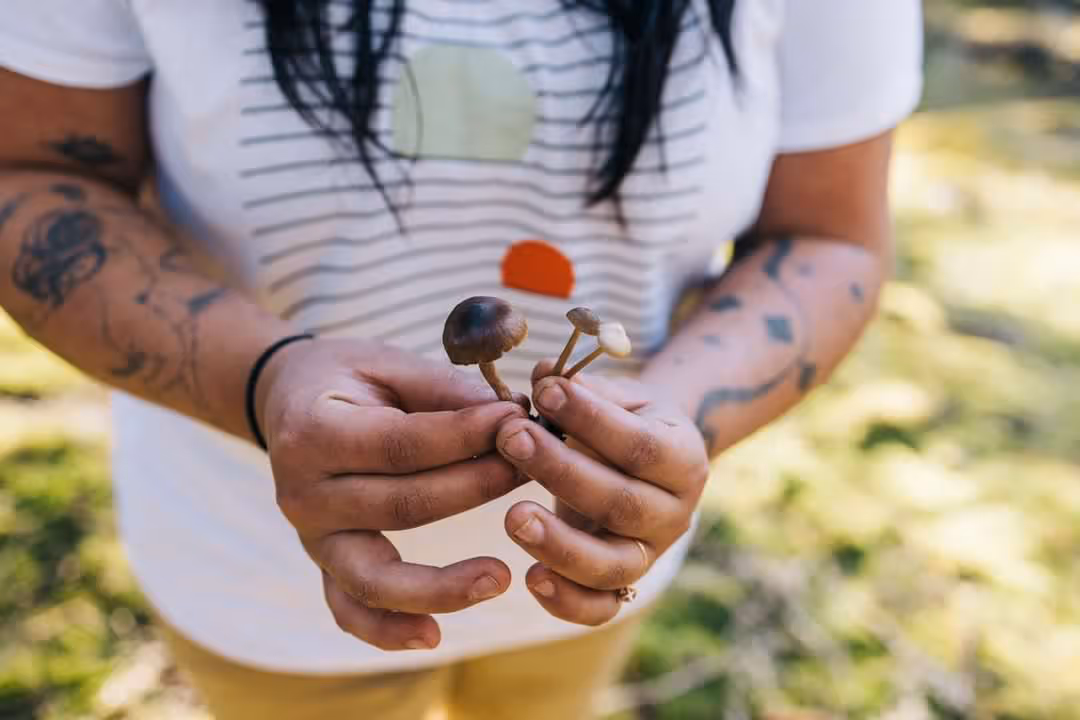 Person with tattoos on arms holding three small wild mushrooms outdoors.