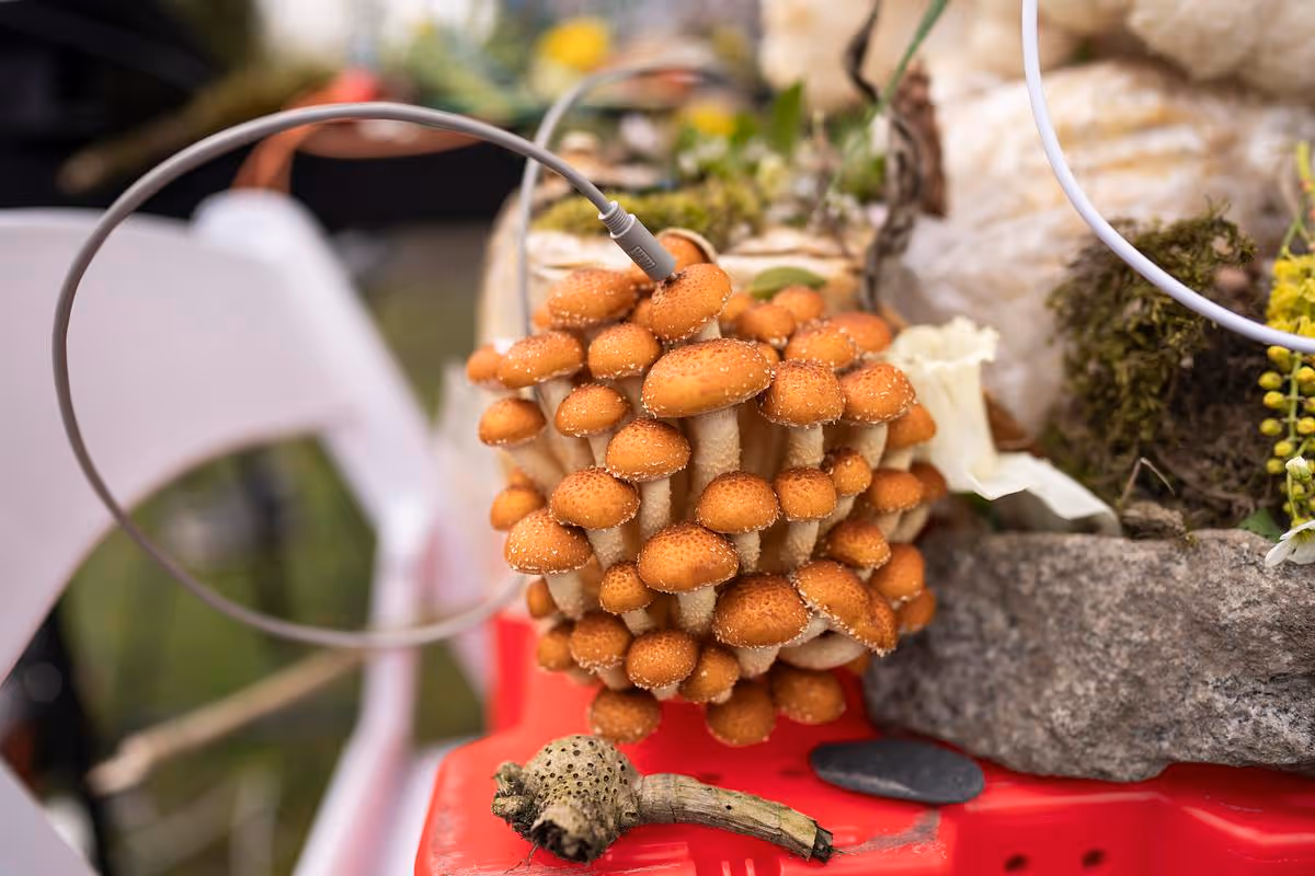 Cluster of orange-brown mushrooms with white speckles growing on a red surface, surrounded by natural elements including a stone, moss, and a white chair in the background.