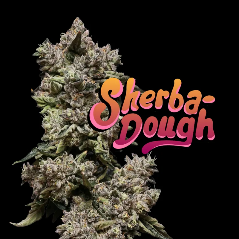 Nimbus Sherbadough — Flowah Flower, 3.5g, Hybrid — Massachusetts