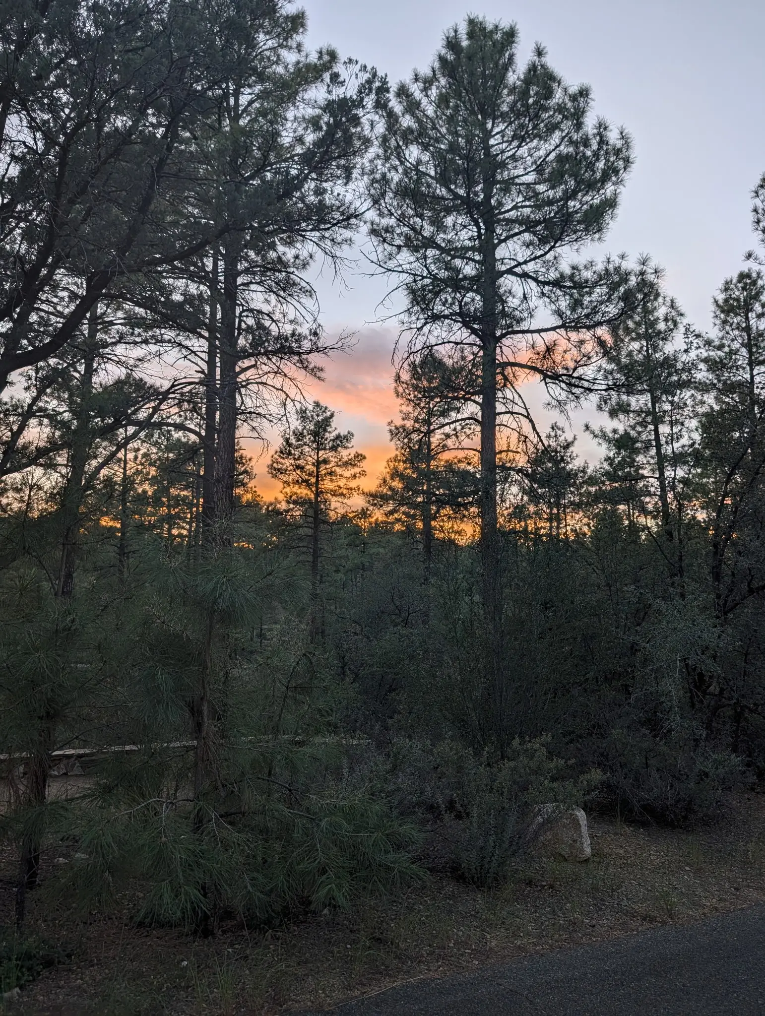 Pndersosa Pines from Camping Trip 2026