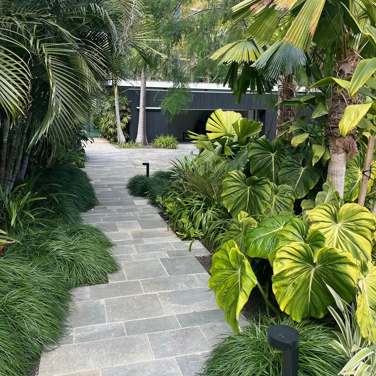 A curated plant collection 🌿✨