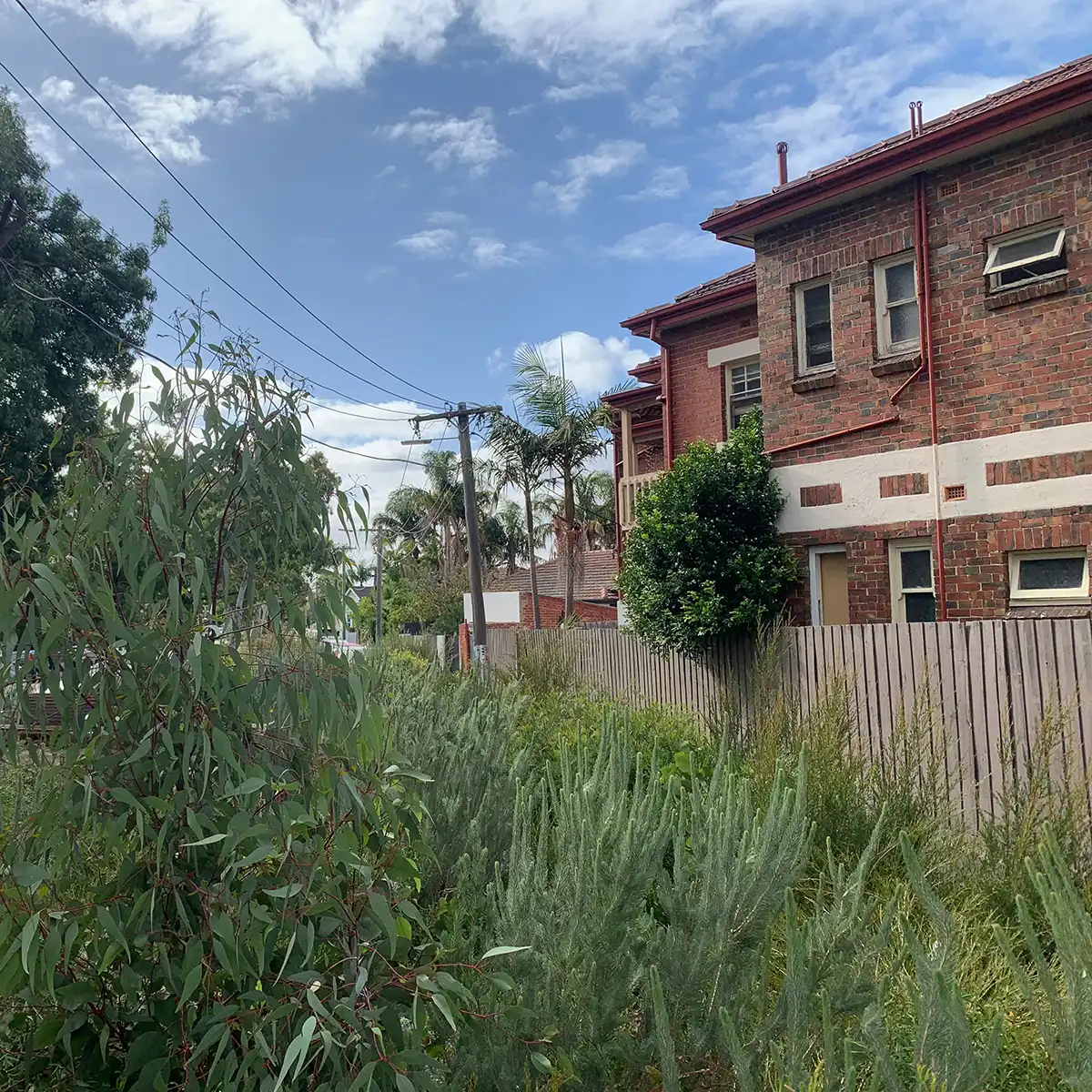Our Urban Forest Precinct Plan for Port Phillip is out for community consultation