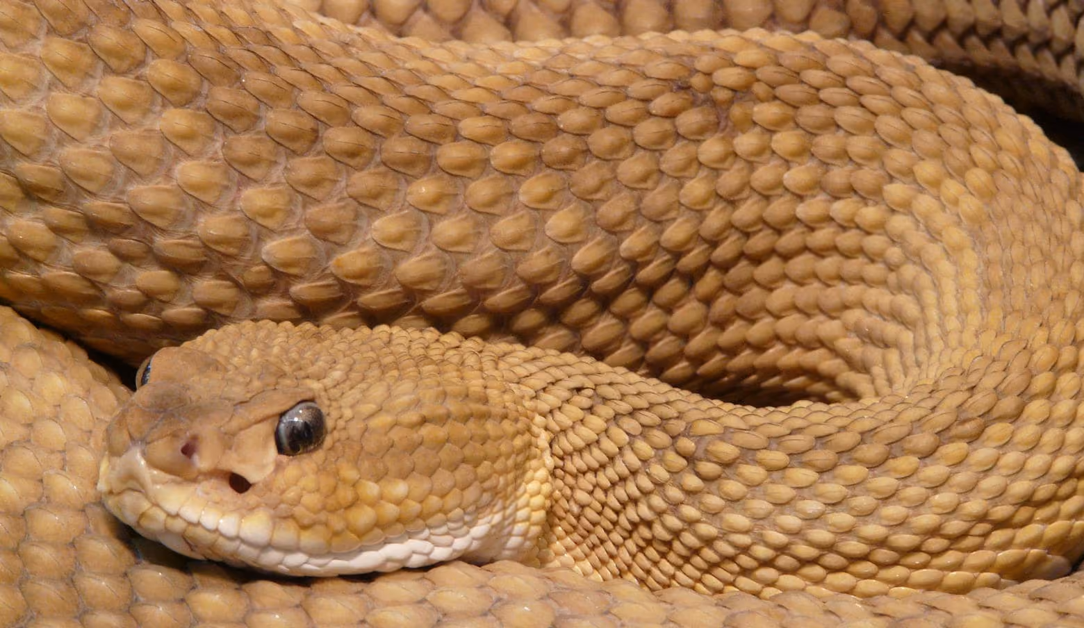 Rattlesnake