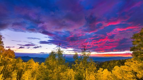 Trees with Fall colors on a mountain with sunset
