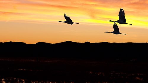 Branes flying during sunset