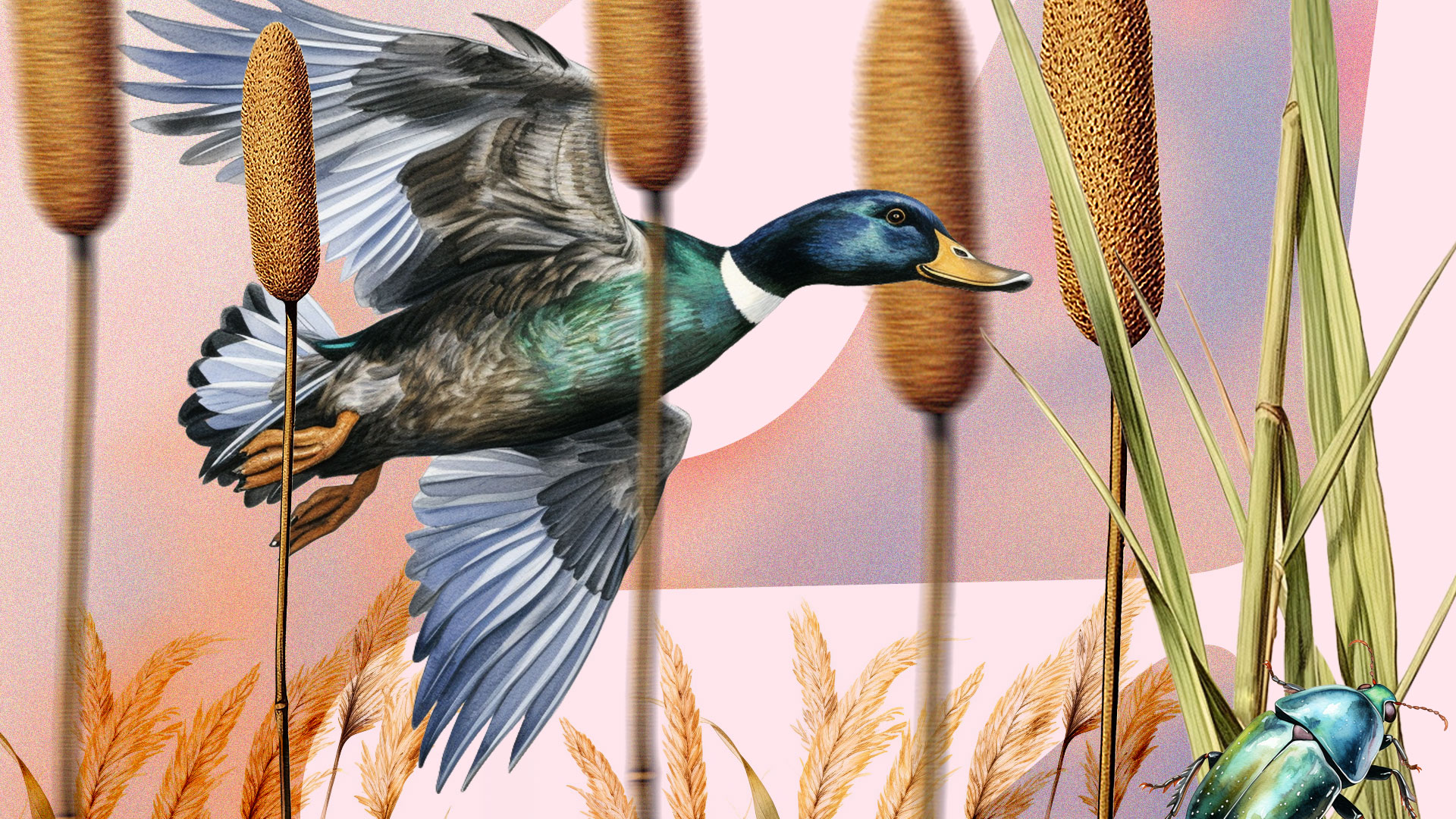 Mallard duck in flight among cattails and reeds with a beetle on a leaf, set against a stylized pink and orange background.