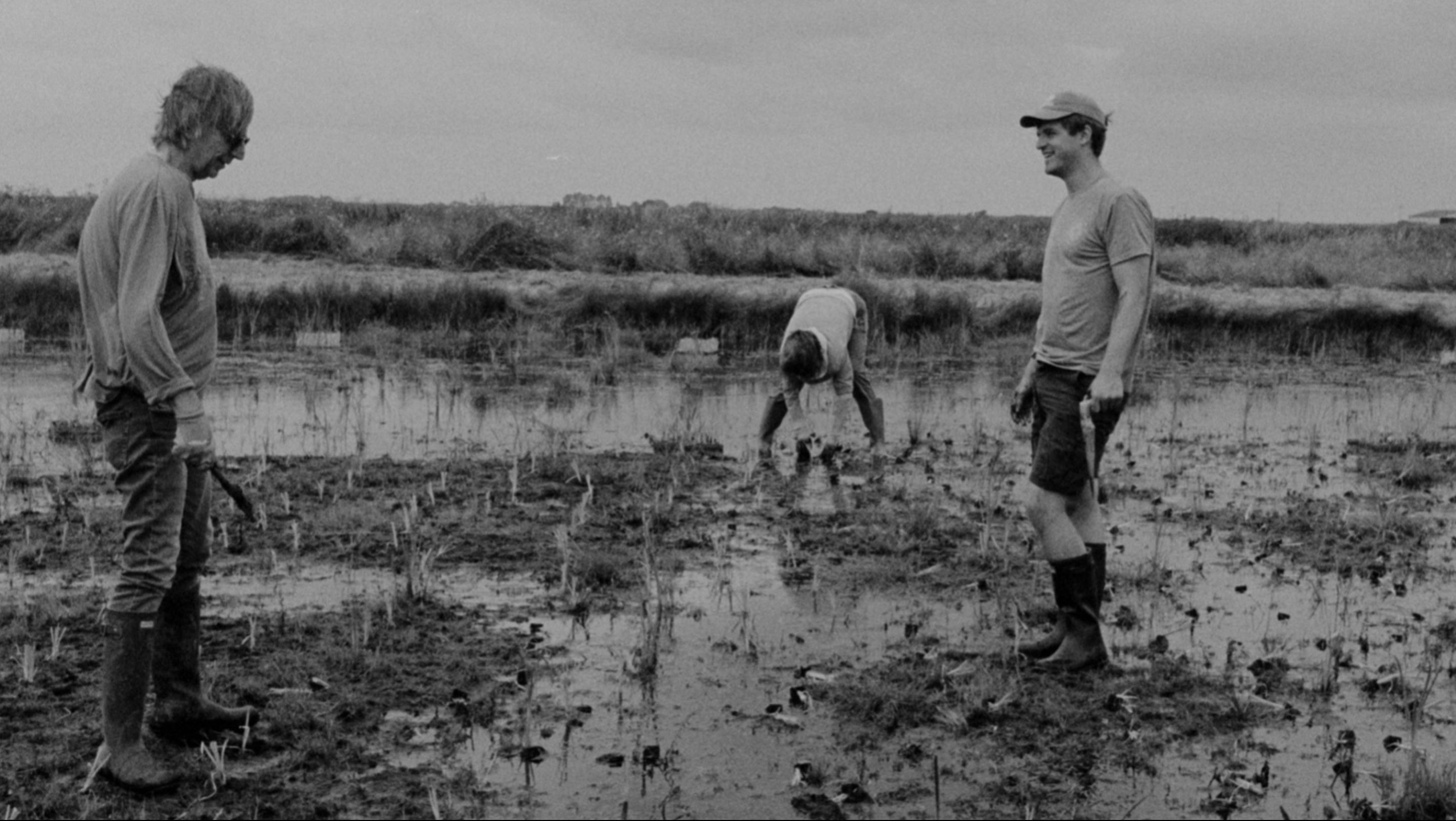 Three people working in a muddy wetland area planting or tending to small plants, two standing and one bending over.