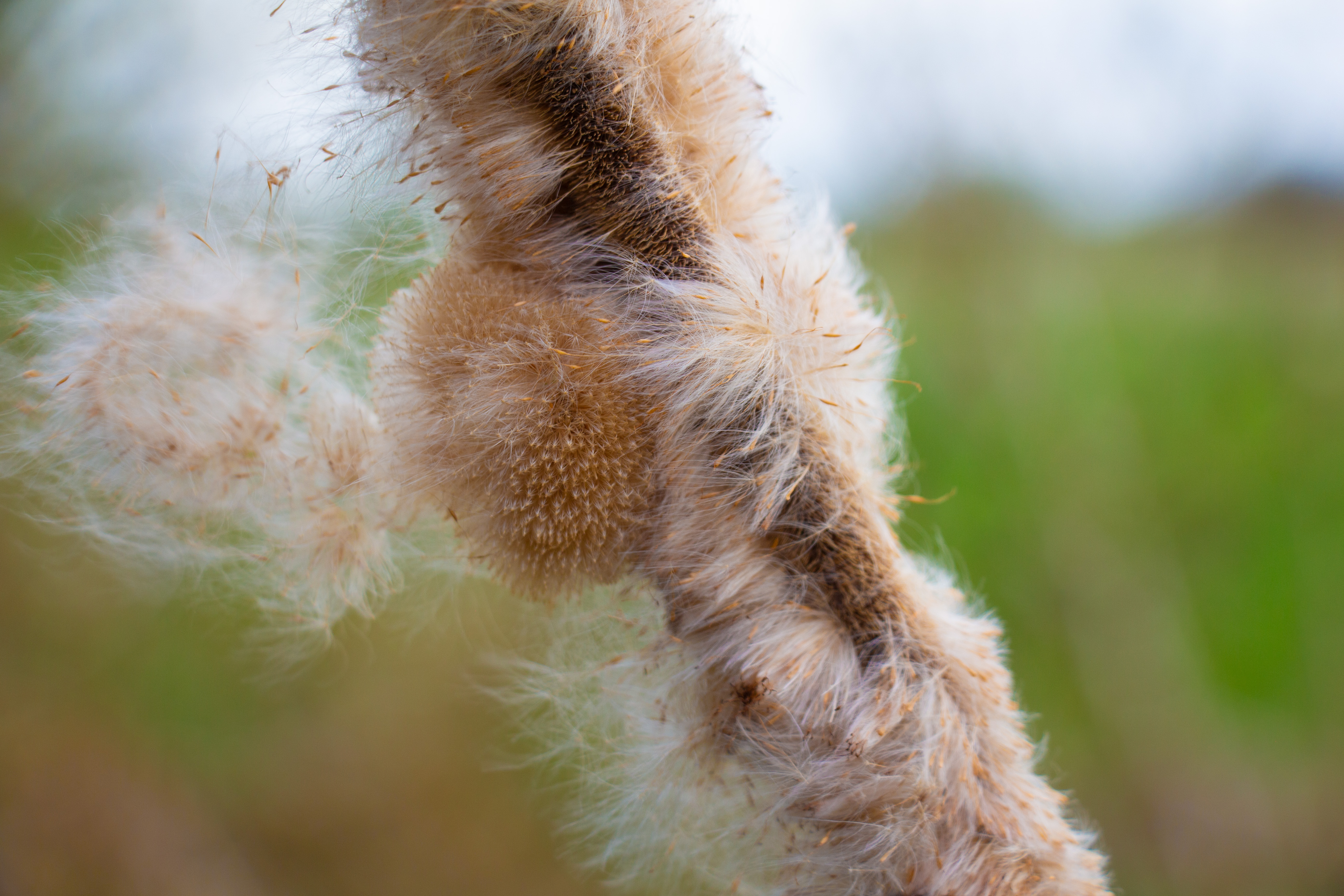 Close-up of fluffy seed heads on a plant stem with a blurred green background.