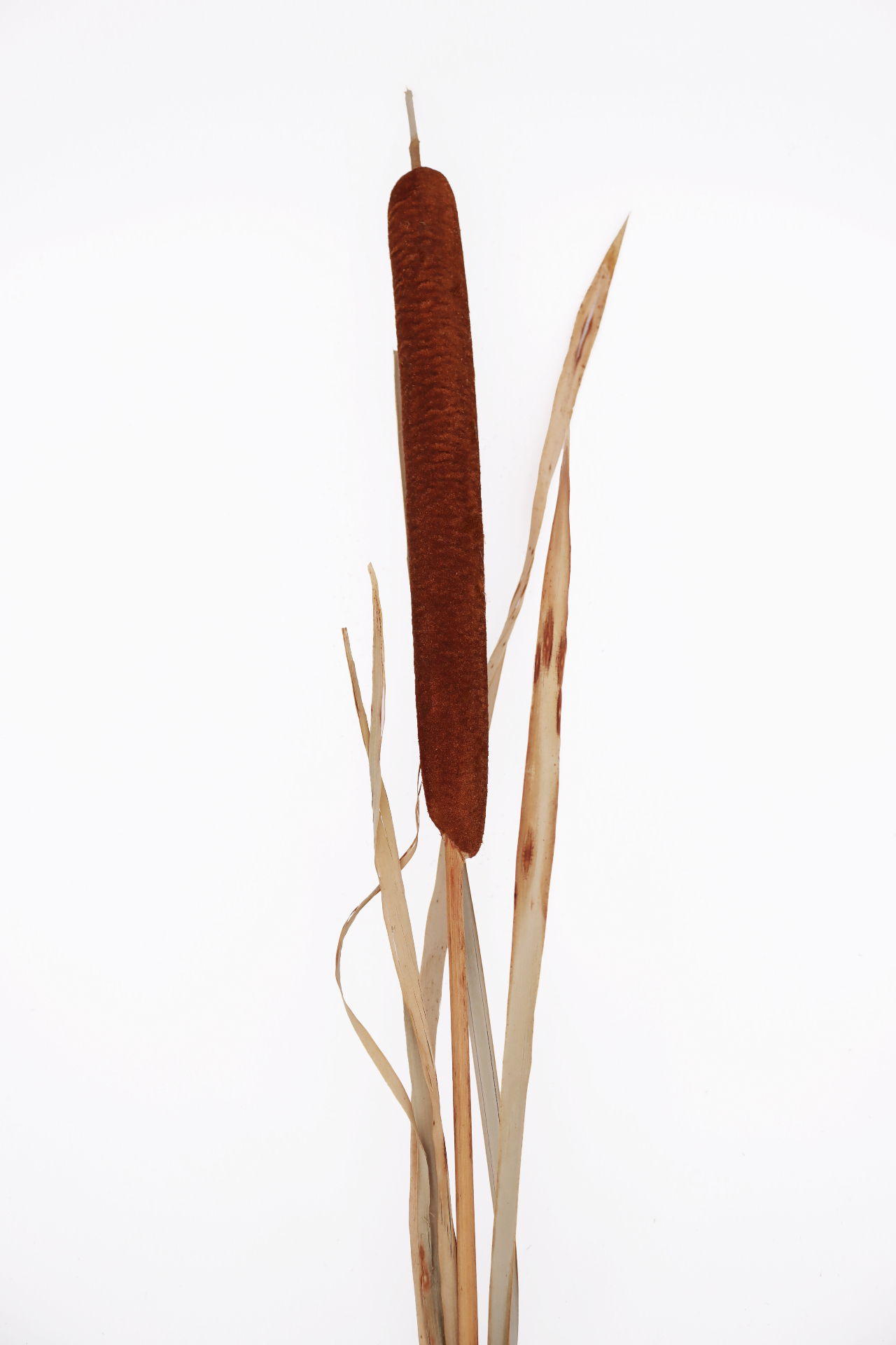 Single brown cattail plant with long, narrow leaves on a white background.