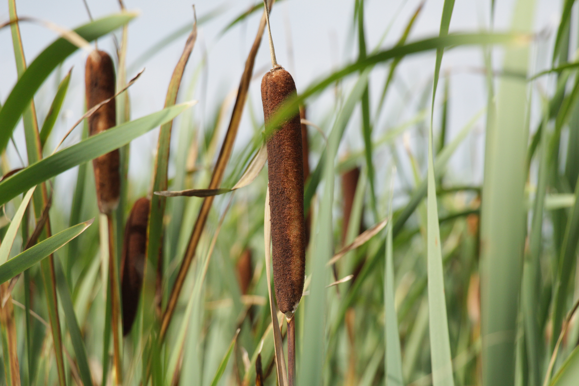Close-up of brown cattail seed heads surrounded by green reeds in a marsh.