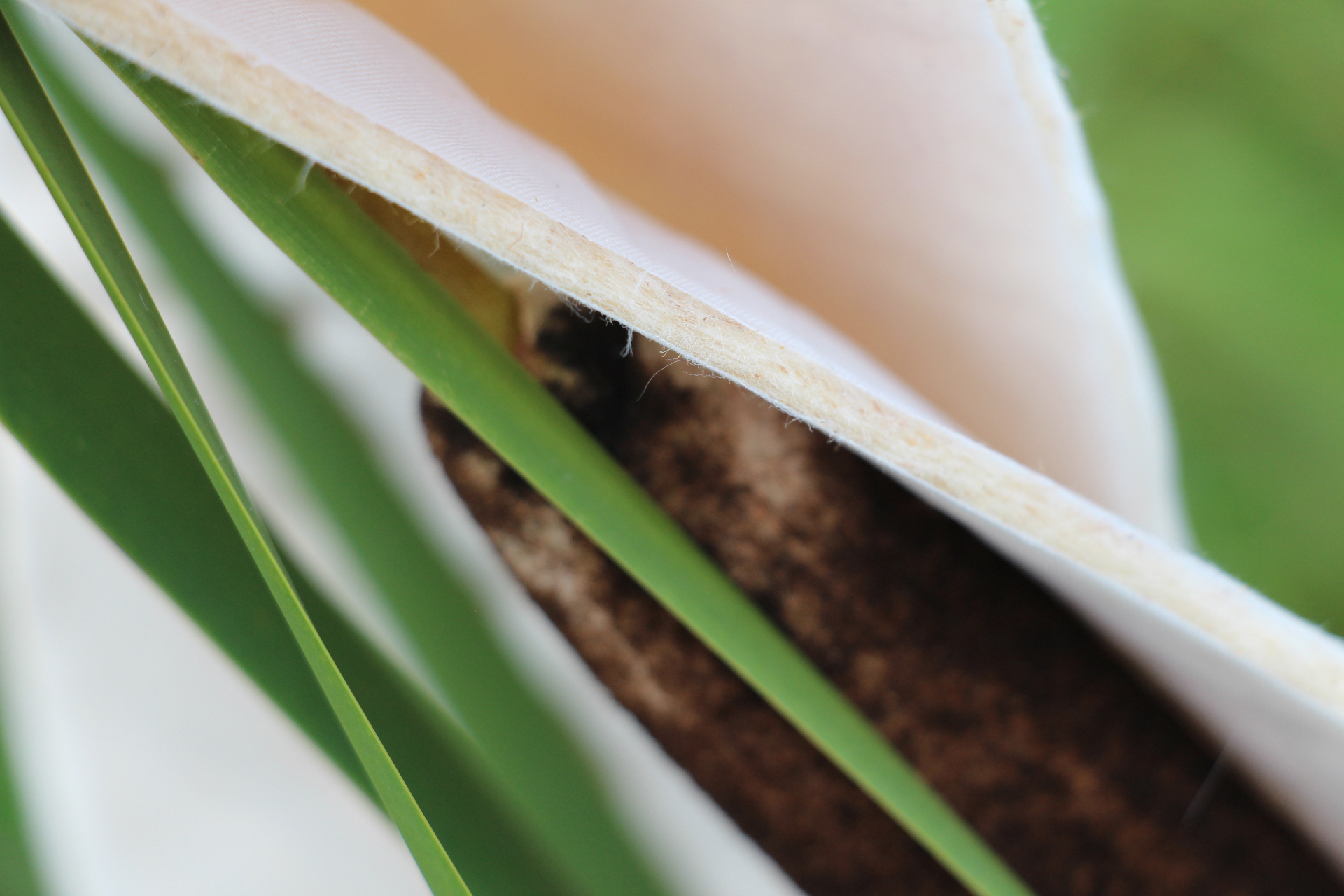 Close-up of a plant with green leaves and a white petal, showing fine textures and soft focus.