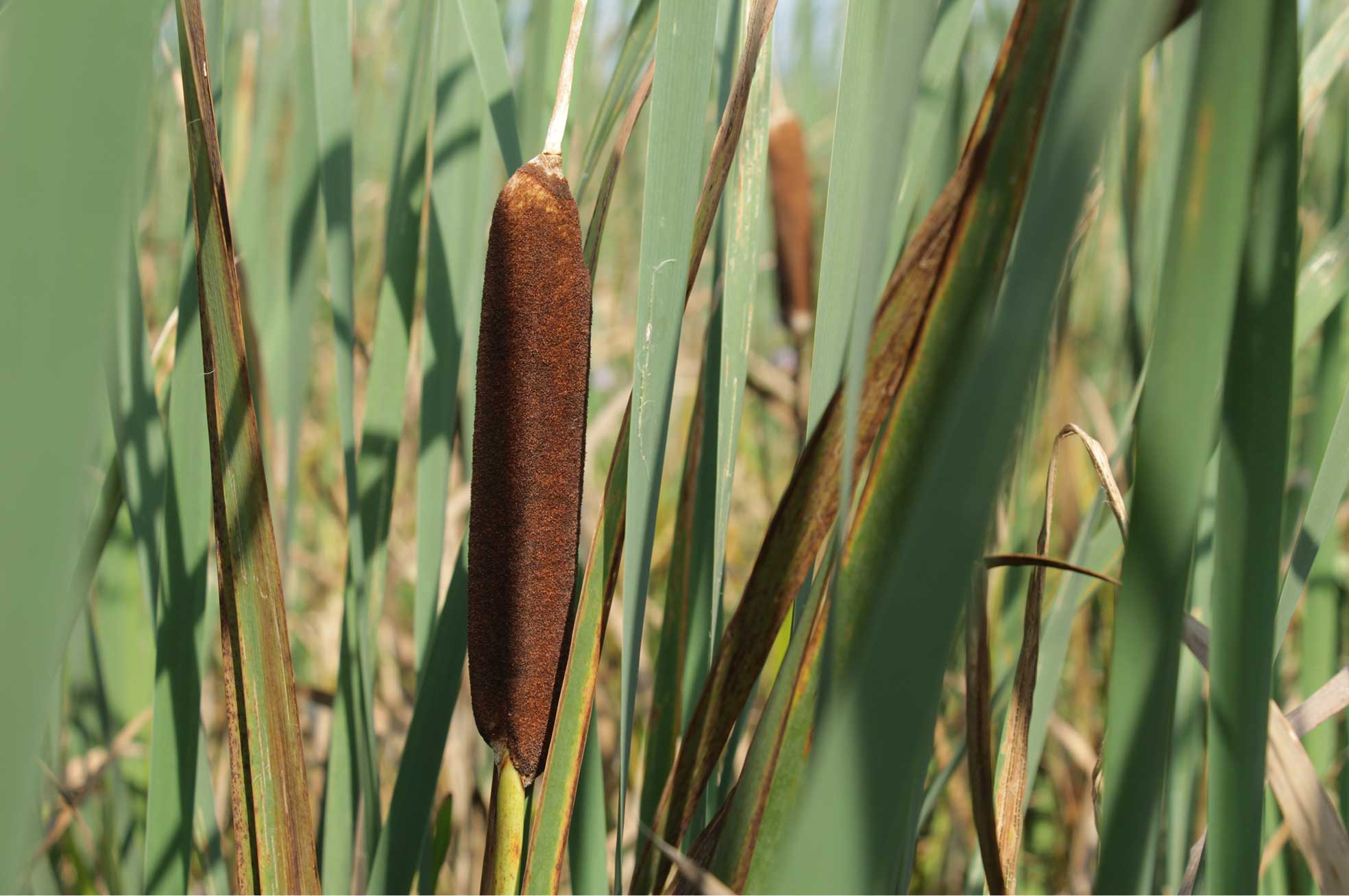 Close-up of brown cattail flower spikes among green reed leaves in a wetland.