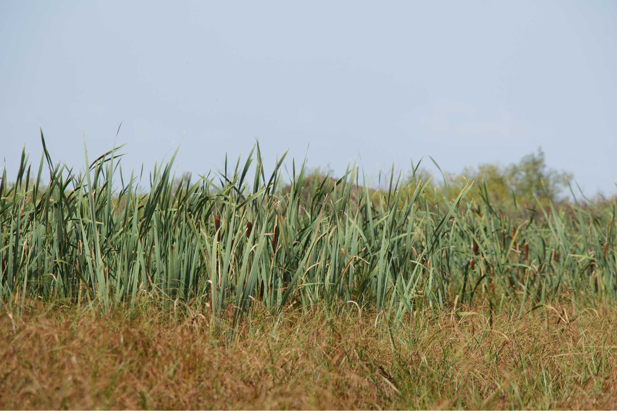 Tall green cattails growing in a dense marsh under a clear sky.
