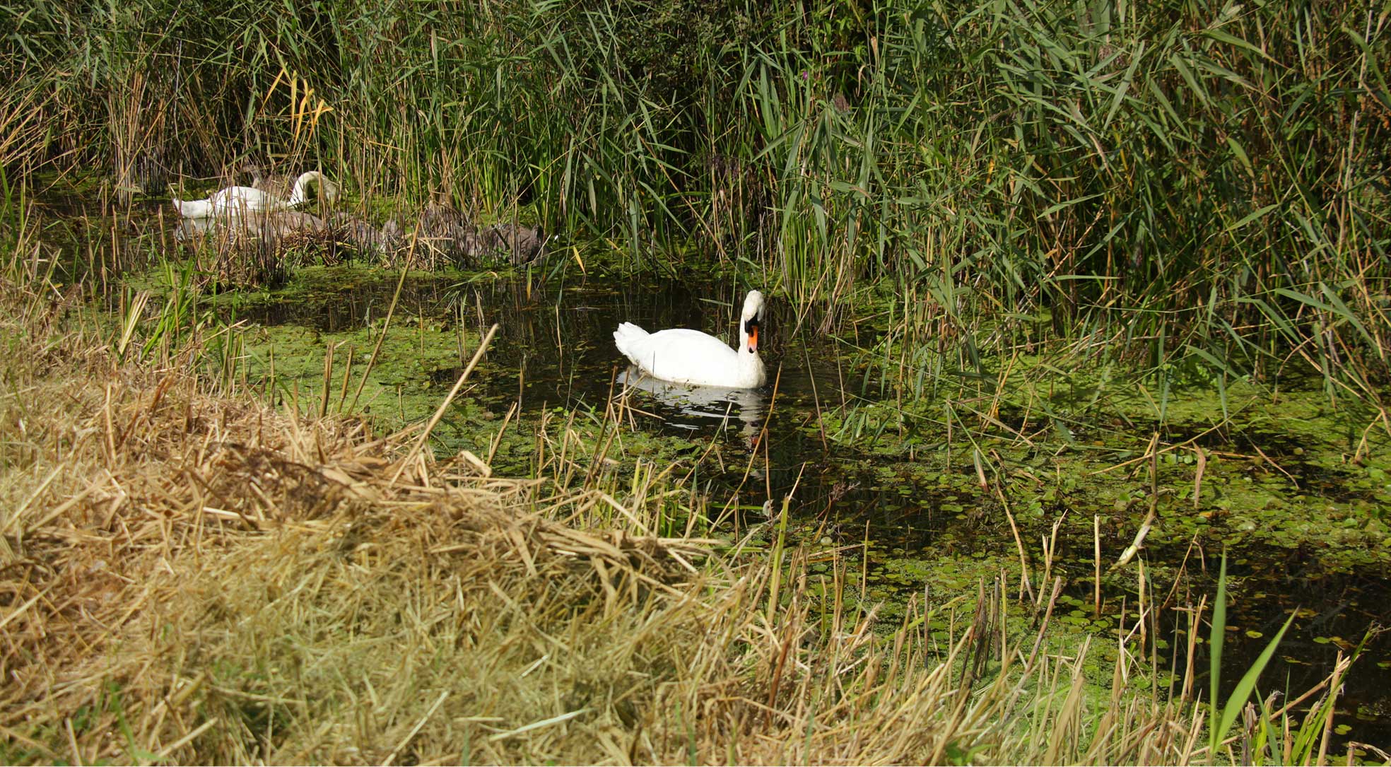 a finish sample of biopuff in pink