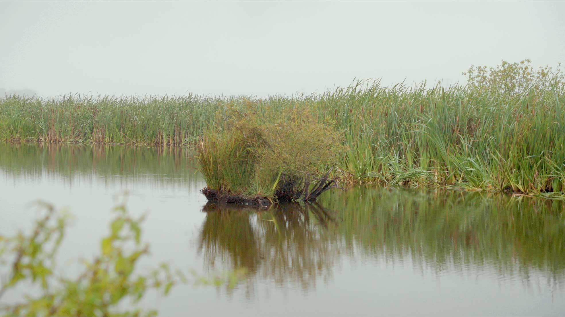 Small island with dense reeds and bushes in a calm pond surrounded by tall green grasses.