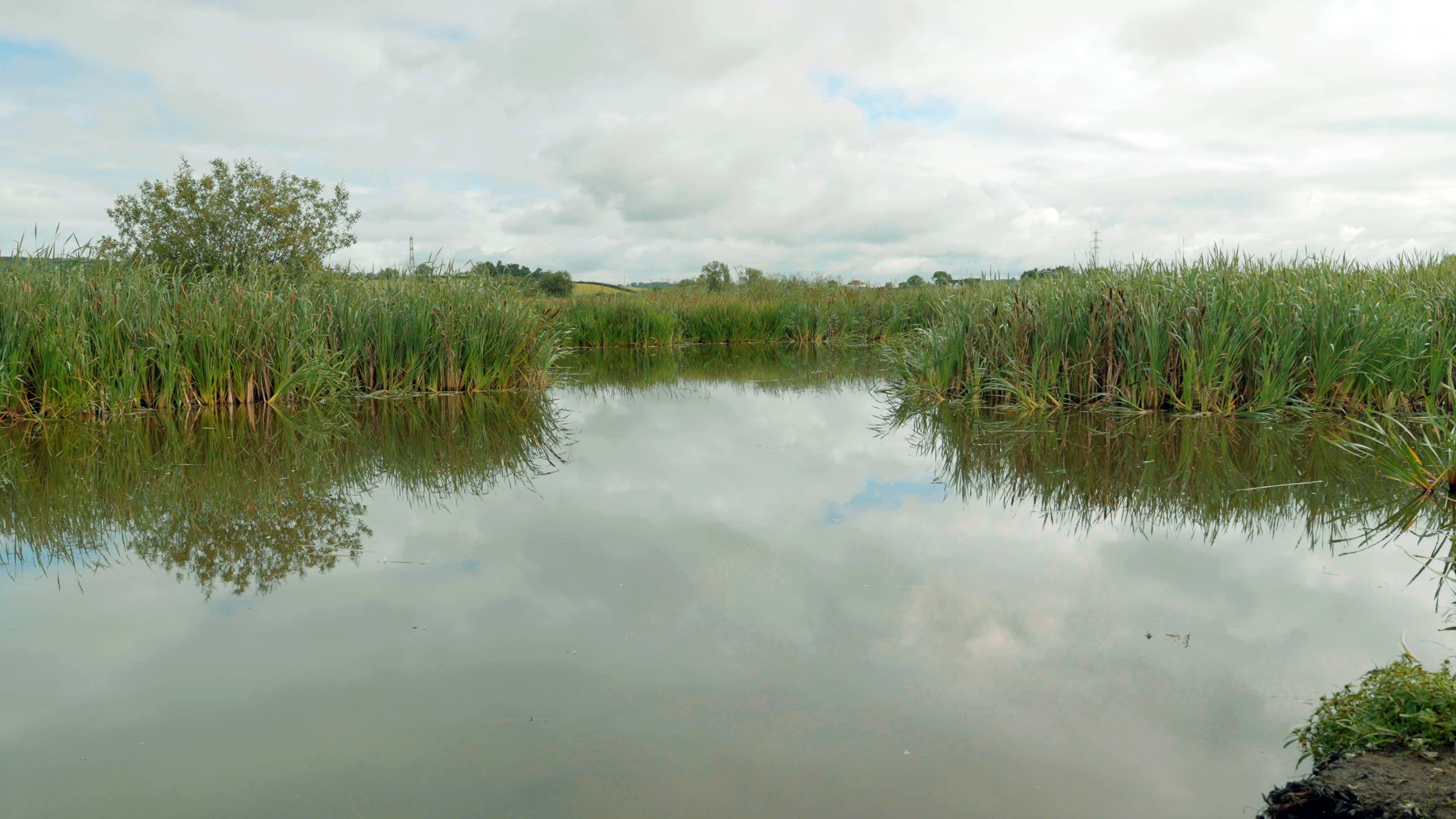 Calm pond surrounded by tall green reeds reflecting a cloudy sky.