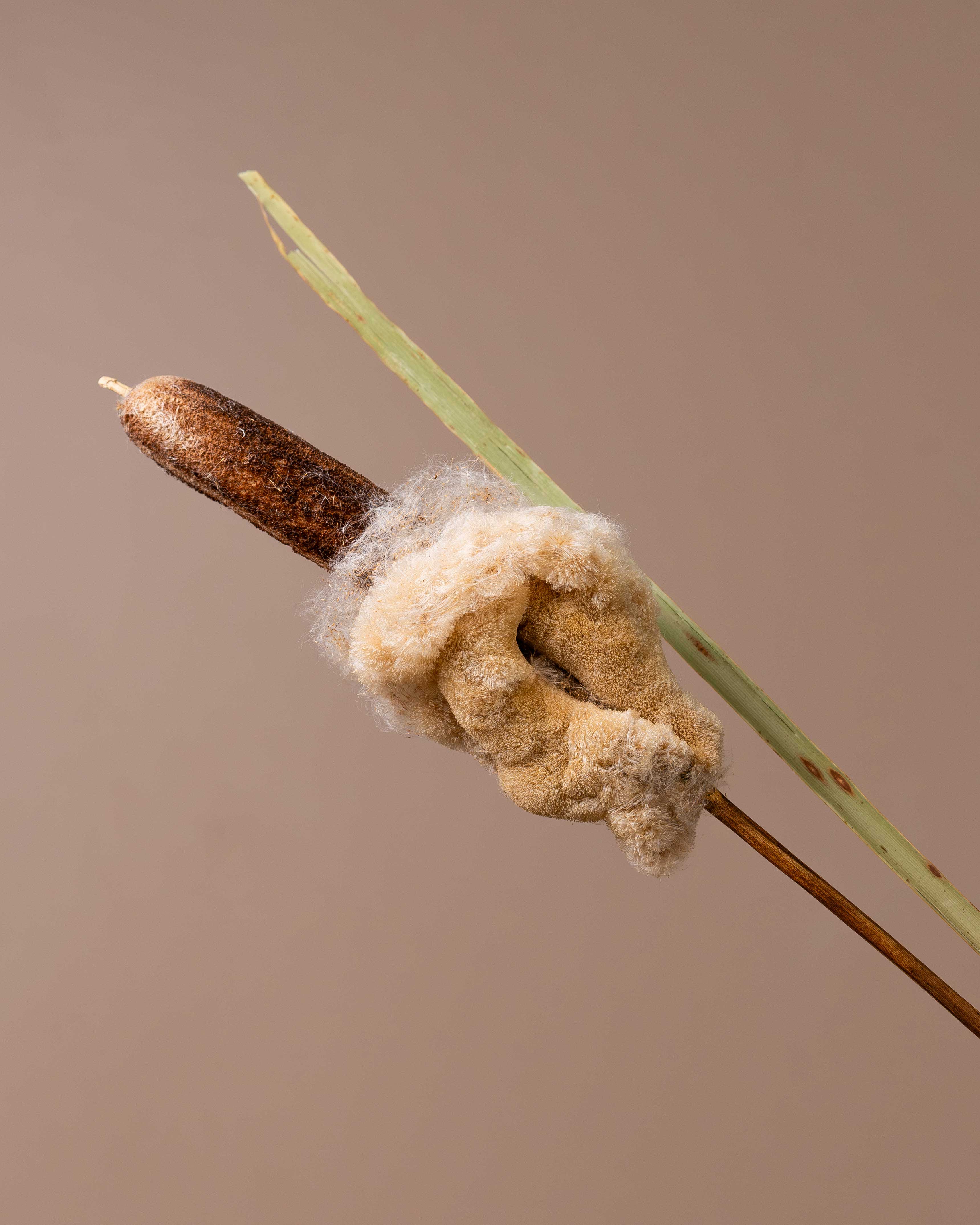 Close-up of a dried cattail reed with fluffy seed heads against a plain beige background.