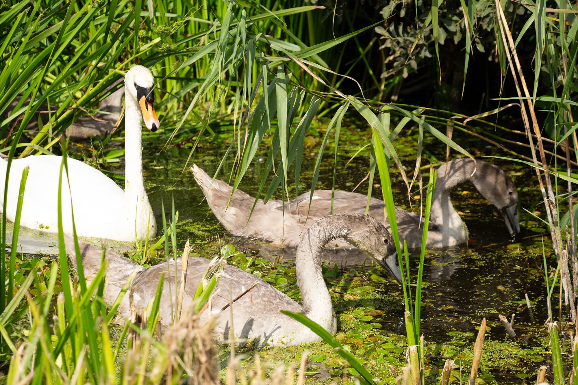 Adult white swan and three cygnets swimming in a pond surrounded by green reeds and water plants.