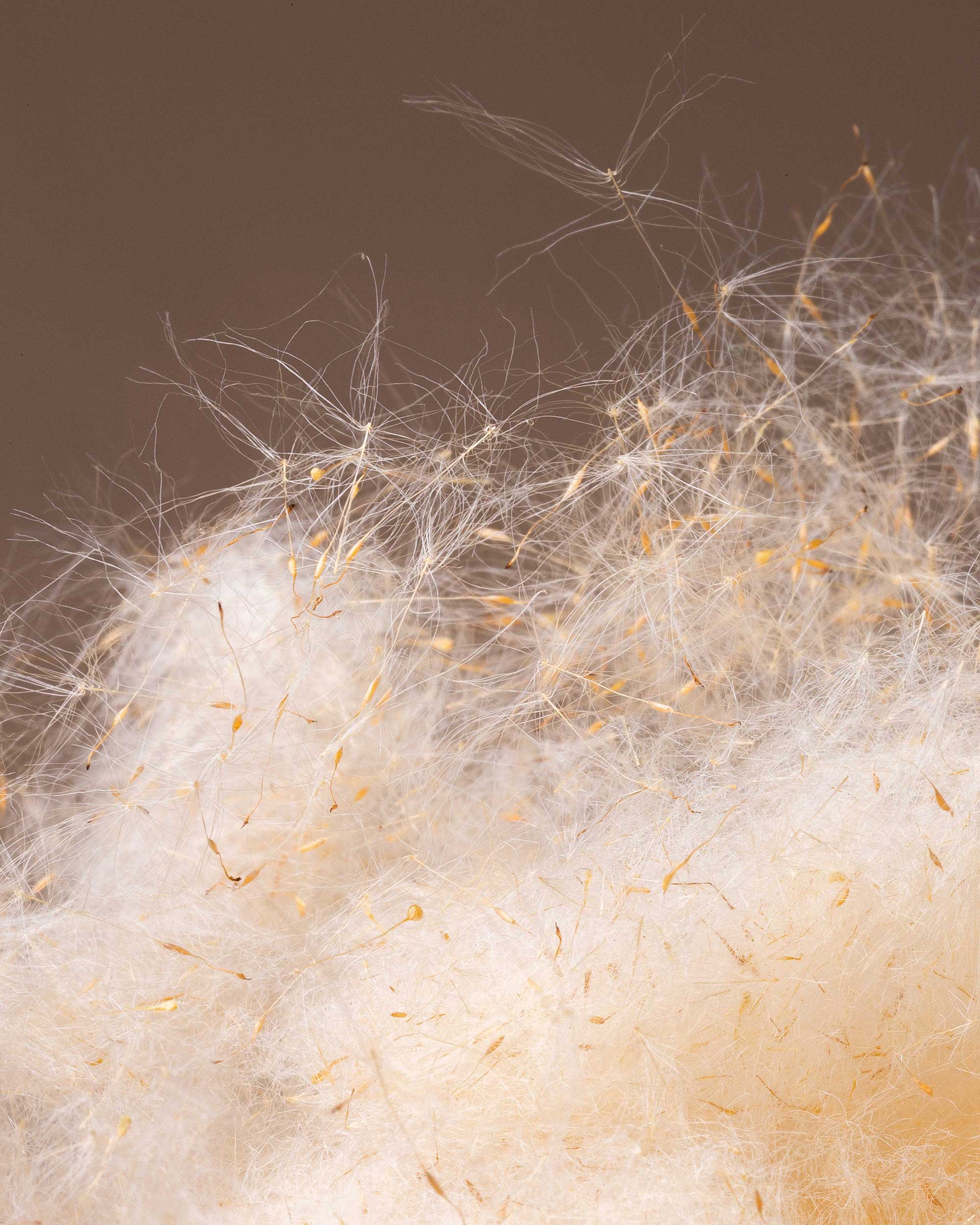 Close-up of soft, fluffy white dandelion seeds with fine filaments and brown background.