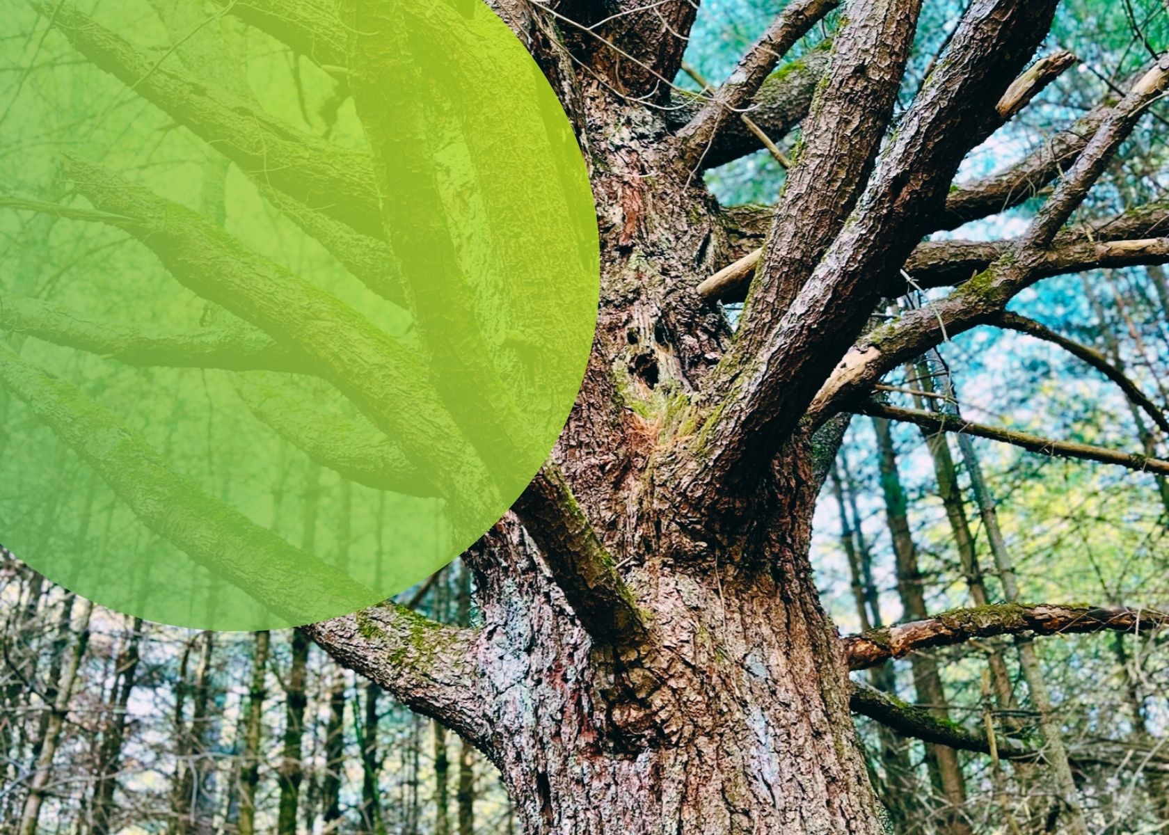 Financial Wellness and Mental Health