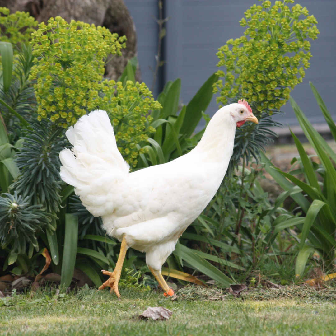 Poule Azur
