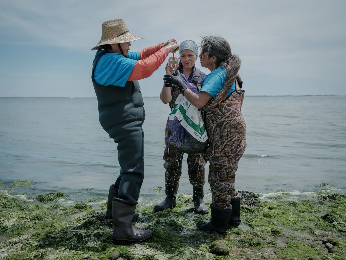 The Shinnecock Kelp Farmers
