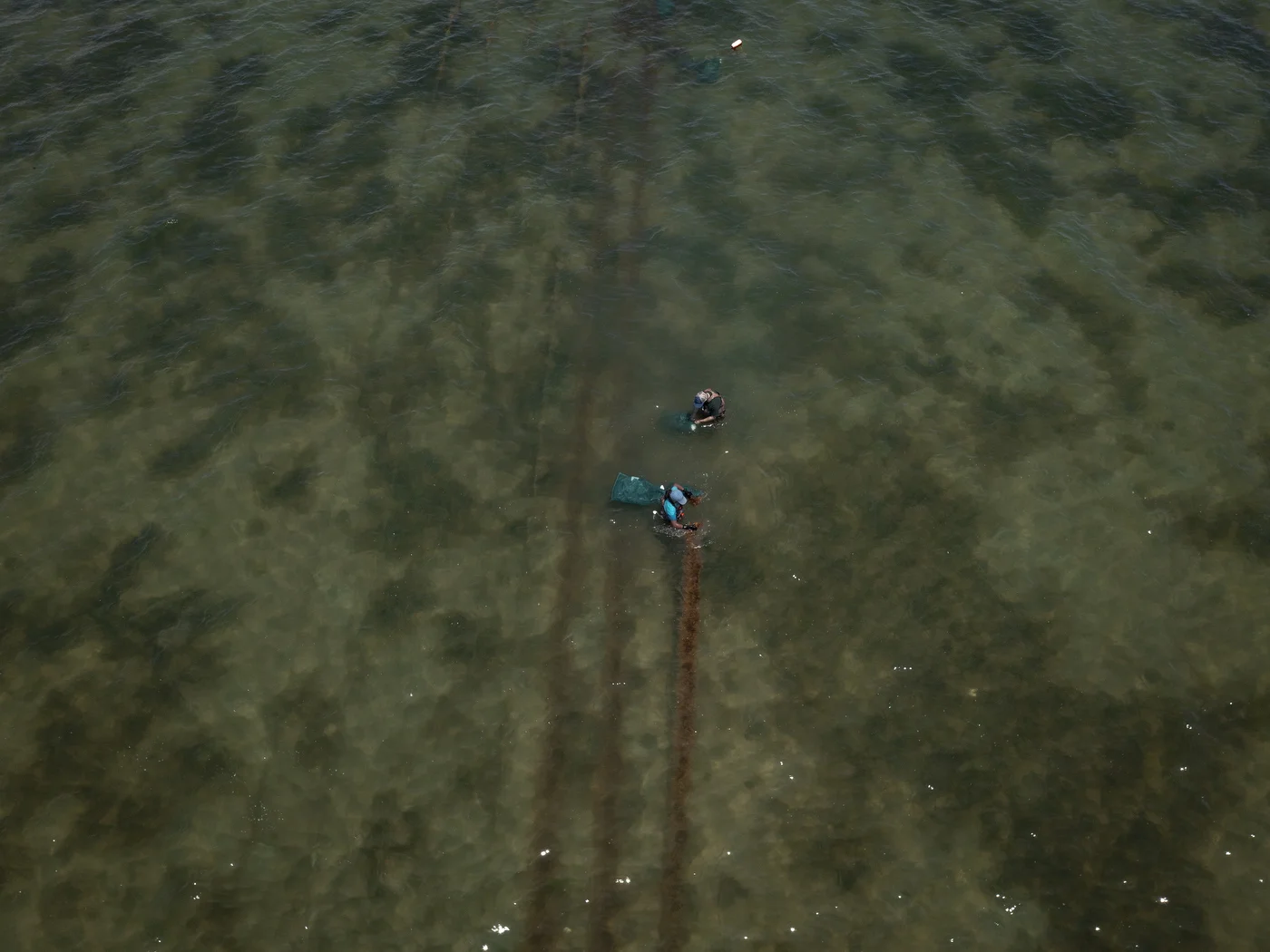 The Shinnecock Kelp Farmers, together with friends, family and volunteers, harvest kelp in Shinnecock Bay.