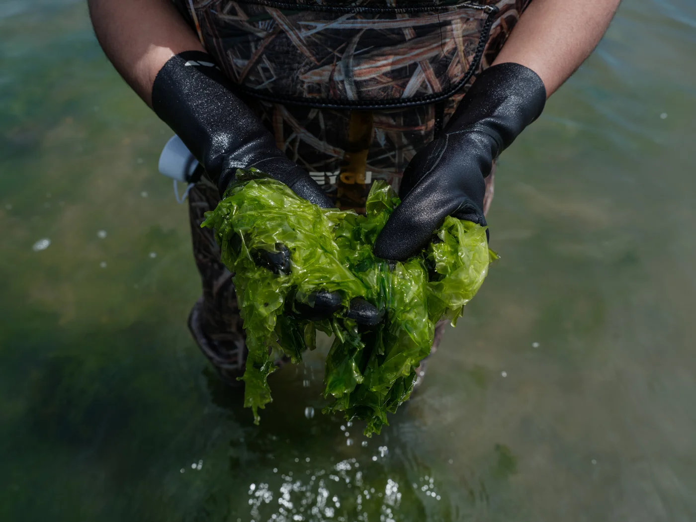 Indigenous women from the Shinnecock Nation have built the first kelp farming endeavor on the U.S. East Coast.