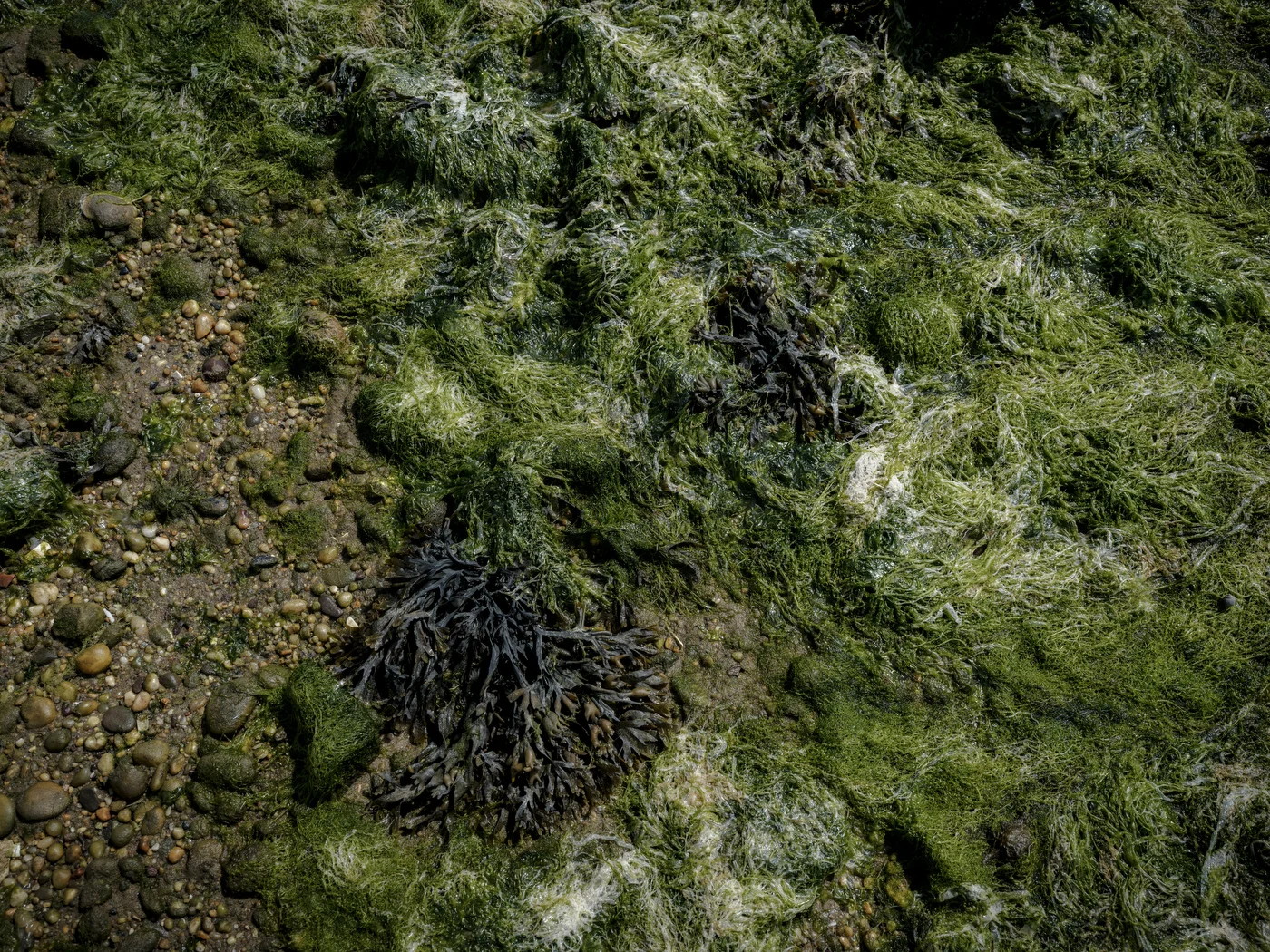 Kelp in Shinnecock Bay outside the Sisters of St. Joseph retreat located on historic Shinnecock land in Southampton, New York.