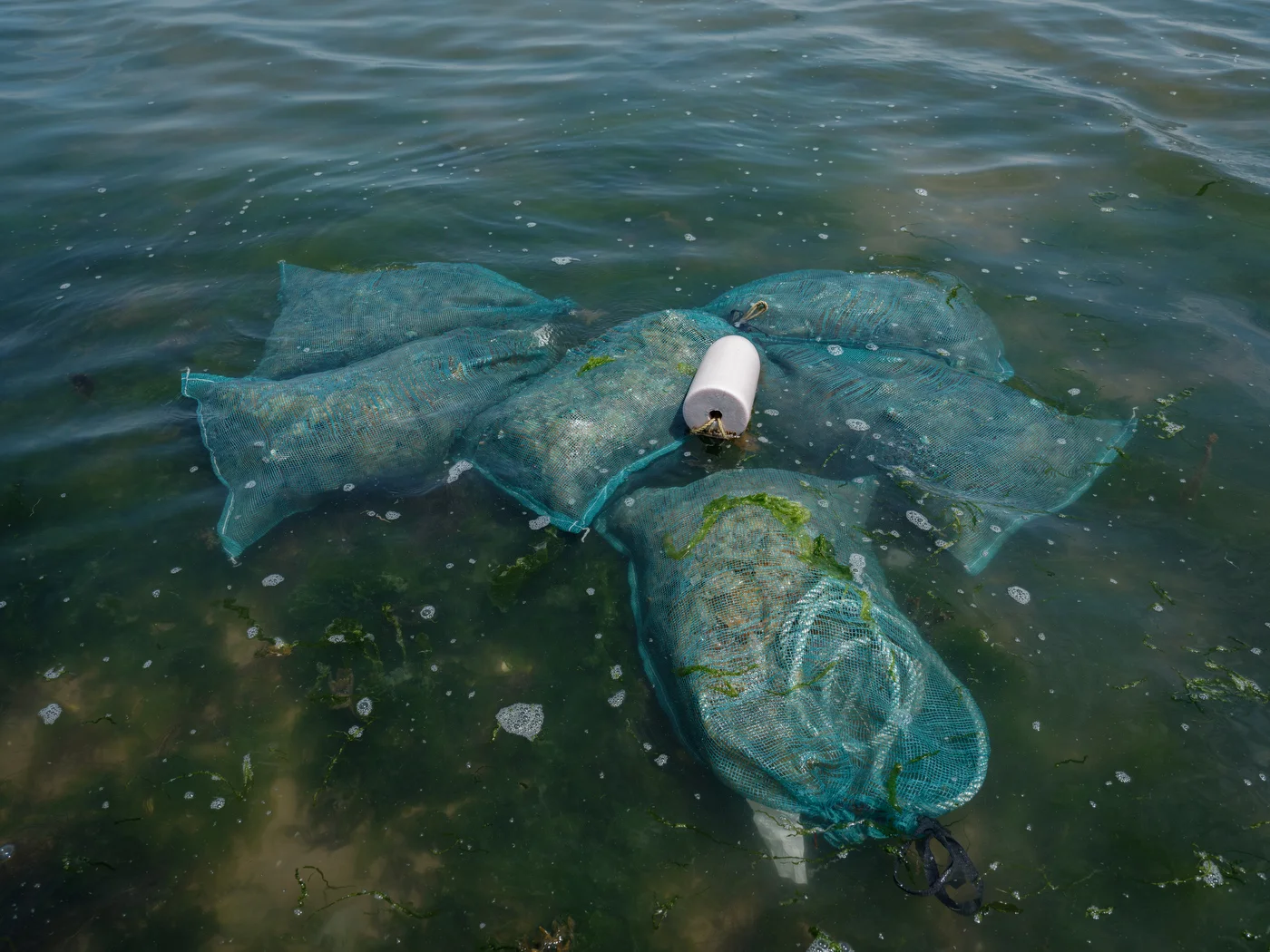 Bags of kelp in the water.