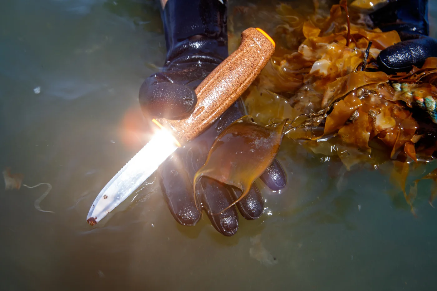 A knife to cut the kelp is held by one of the women.