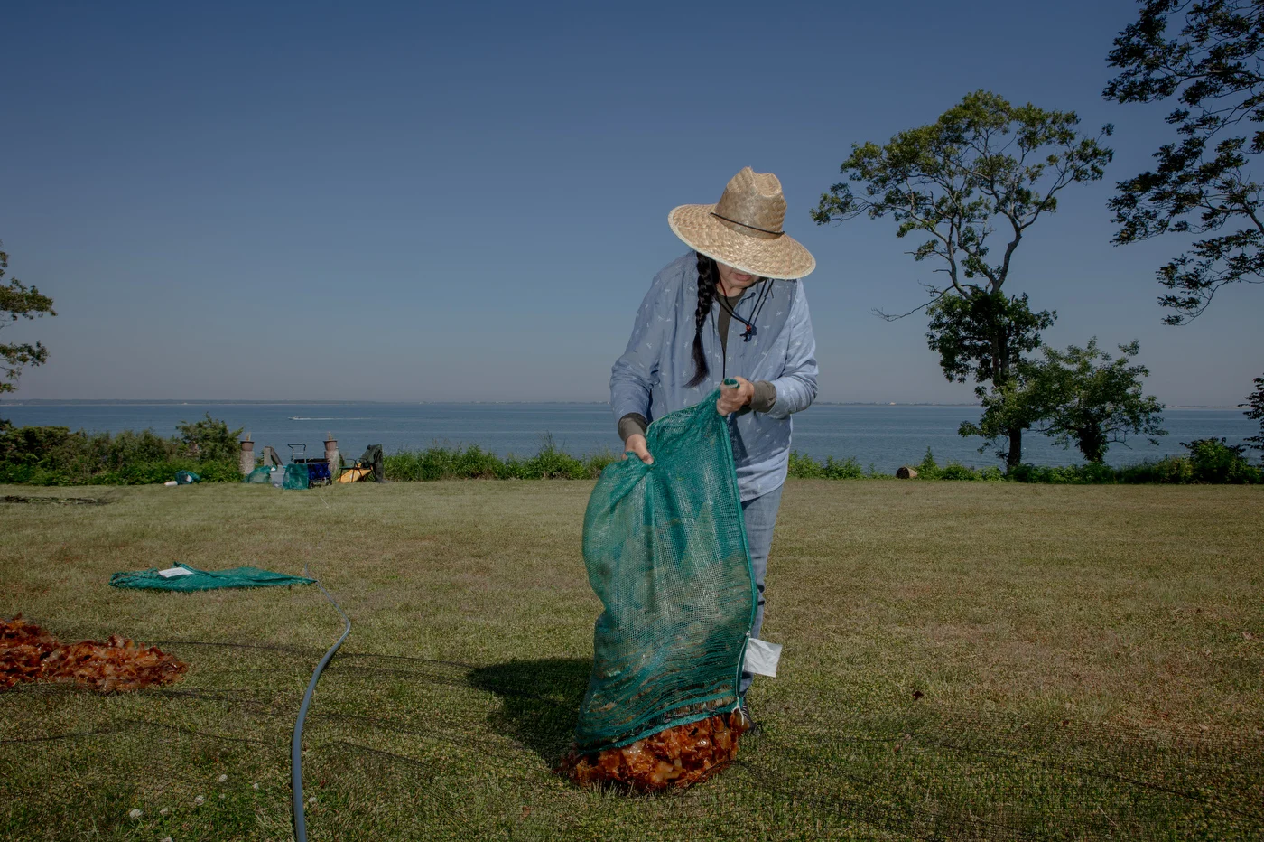 Darlene Troge dries kelp.