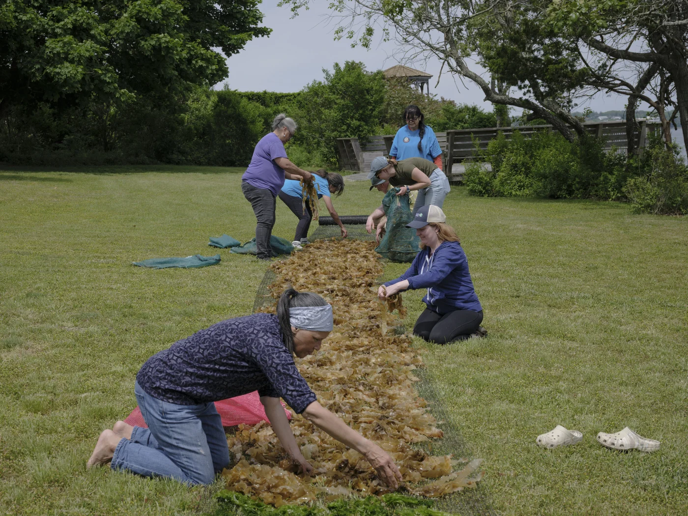 Danielle Hopson Begun, Hunter Begun, Beverly Gwathney, Darlene Troge and Matt Ballard and son, joined by The Nature Conservancy’s Kate Frazer, Kevin Munroe and writer Claudia Geib dry kelp.