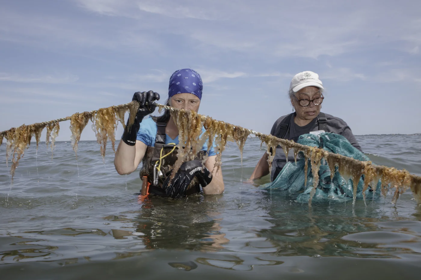 Beverly Gwathney and Donna Collins-Smith harvest kelp.