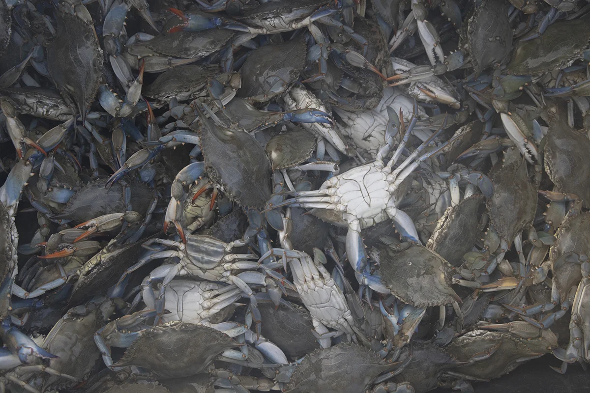 A basket of freshly caught crabs, reflecting how local fishers adapted after the 2023 crisis devastated clam beds and transformed livelihoods in the Po Delta.