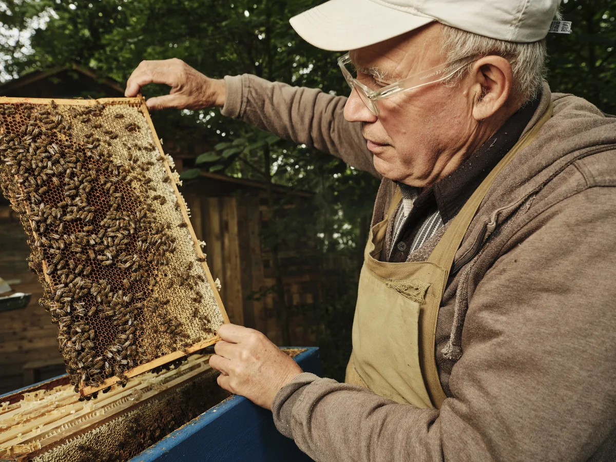 Buzz for Bees