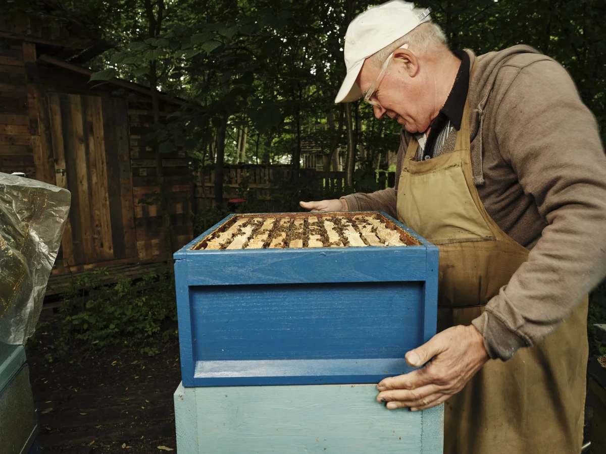 In the beginning it was the honey, certainly not the work, but now it is the love for those tiny little animals that keeps Volodymyr Olenchenko (73), coming back to the bees every day to care for them and to discover more of their secrets.