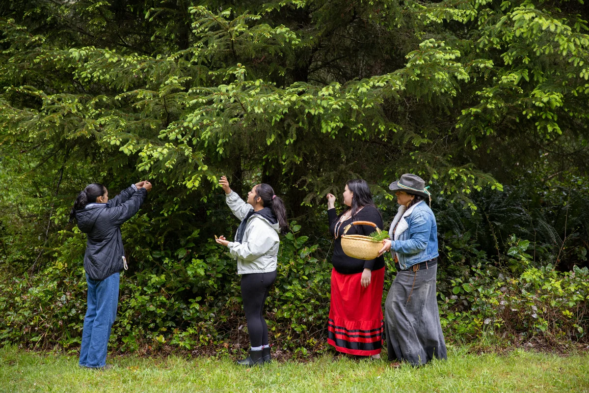 Youth and mentors gather spruce tips as part of the day’s cultural learning.