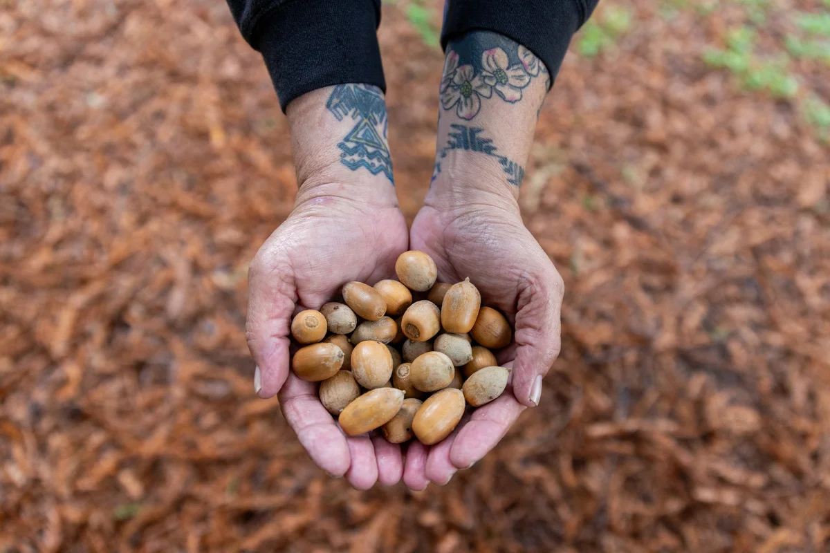 Acorns are held during a day of cultural sharing and traditional knowledge. The image reflects the importance of land-based teachings and the passing on of practices rooted in place.
