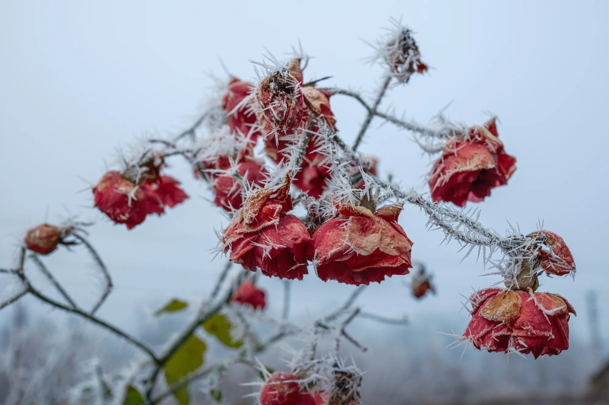 A wilted rose bush covered in rime ice-thorns in the castle garden, Elsbethen, Austria, Dec 27, 2025.